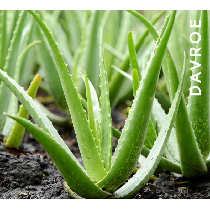 Smooth Senses Anti-Frizz Conditionneur