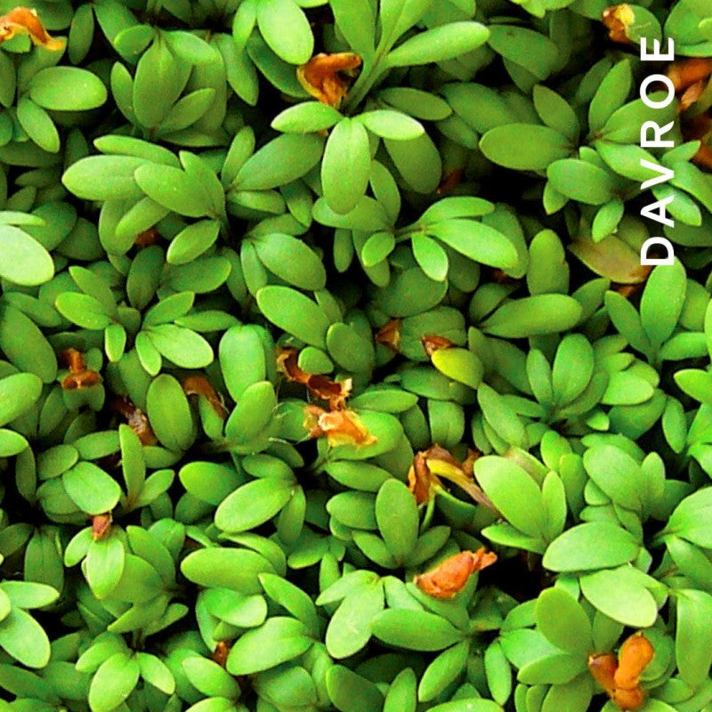 Volume Senses Amplifying Conditioner